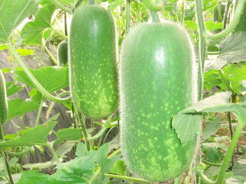 熱門(mén)大瓜往期內容,那些你不知道的內幕與真相