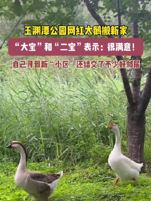 網(wǎng)紅大鵝,從田間到網(wǎng)絡(luò )，一只鵝的傳奇之旅